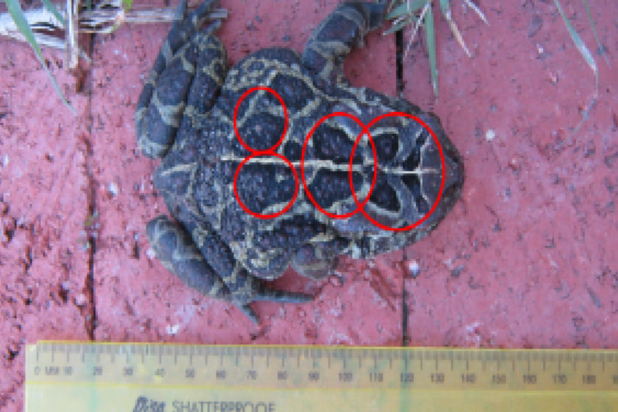 Birds-eye photo of a toad, with a ruler shown for scale. Four red circles highlight patterning on the toad's back.